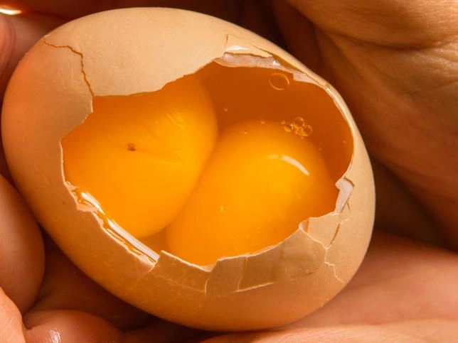 قیمت خرید تخم مرغ دو زرده تلاونگ + فروش ویژه